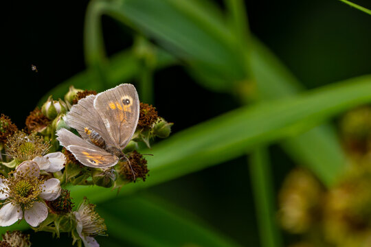 Female Meadow Brown butterfly (Maniola jurtina) resting on a cluster of blackberry flowers