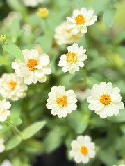 Fototapeta premium white daisies on green background