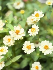 Fototapeta premium daisies in a garden