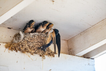 Parent swallow feed chick babies in the nest © Qing Zhao