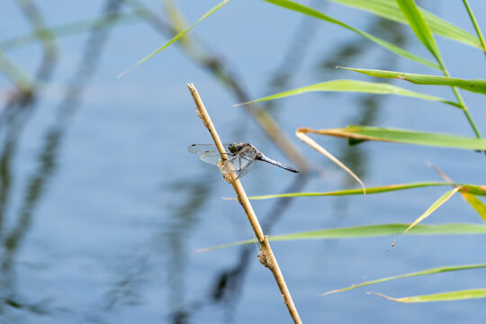 Male black-tailed skimmer (Orthetrum cancellatum) dragonfly blue abdomen darkening to the rear showing wing pattern