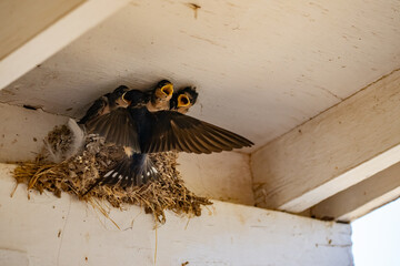 Parent swallow feed chick babies in the nest © Qing Zhao