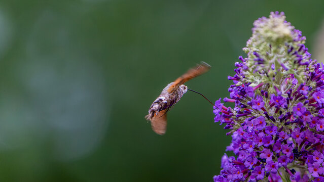 Hummingbird hawk-moth (Macroglossum stellatarum) hovering to feed on a purple buddleia flower