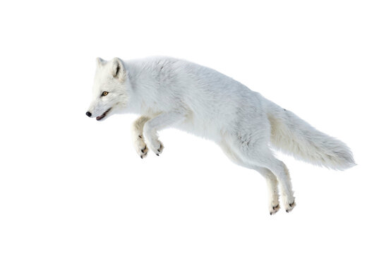 Arctic fox jumping in midair against a solid black background