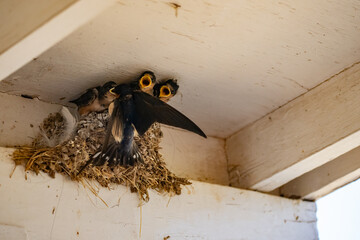 Parent swallow feed chick babies in the nest © Qing Zhao