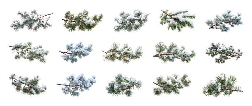 PNG Snow covered pine branches isolated set on transparent transparent background