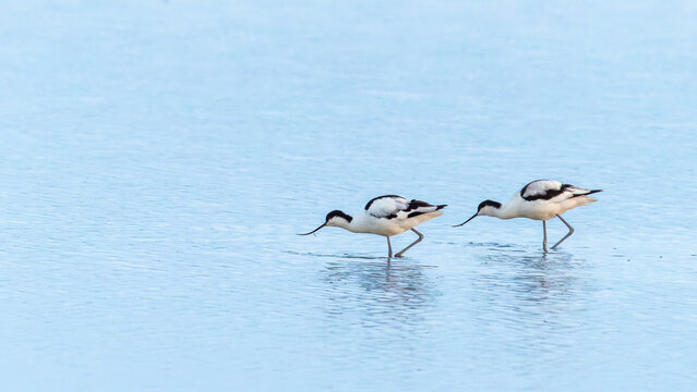 Pair of pied avocet birds in same pose and position beside one and other searching for food.