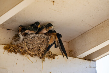 Parent swallow feed chick babies in the nest © Qing Zhao