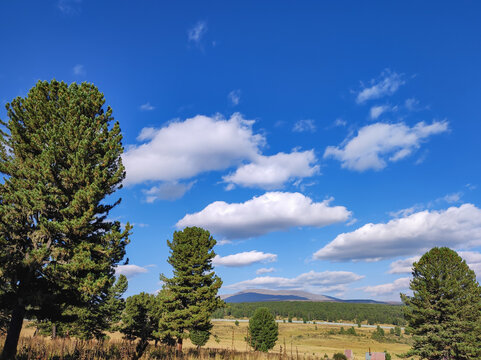 Tall green pine trees standing in a golden grassy meadow with distant mountains under a bright blue sky with white fluffy clouds. Scenic rural landscape for travel and nature background.
