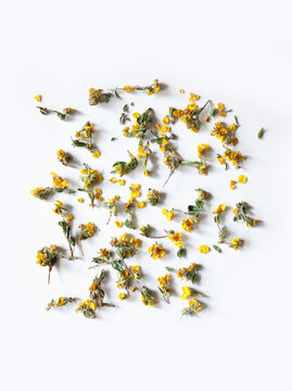 Dried yellow potentilla fruticosa flowers scattered on white background. Herbal remedy for tea with anti-inflammatory properties. Alternative medicine and phytotherapy concept.