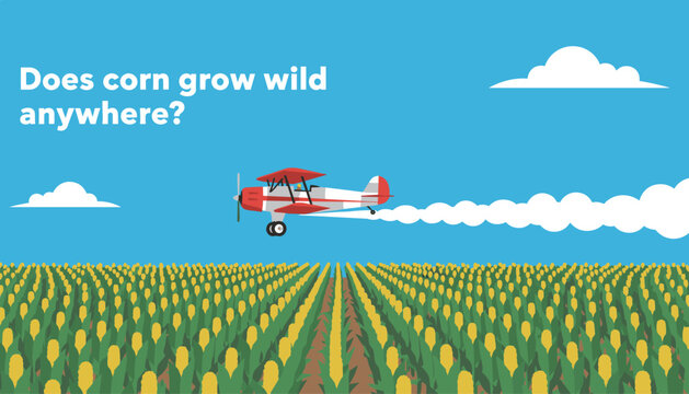 Red biplane crop duster flying low and spraying a vast agricultural cornfield under a blue sky with fluffy clouds.