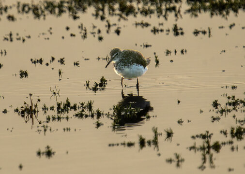 Green Sandpiper or Tringa ochropus foraging in Cley-Next_the_Sea marshes on it's migratory route