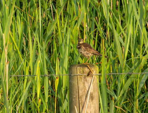 Meadow pipit sitting on a wooden fence post against a dense backdrop of green reeds or tall marsh grass, which perfectly matches its typical habitat.