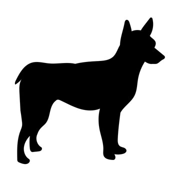 Australian Stumpy Tail Cattle Dog