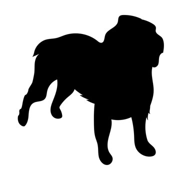 Boykin Spaniel
