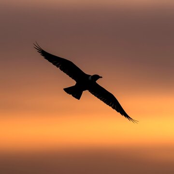 Majestic black bird gliding through a warm orange sunset sky with outstretched wings, creating a dramatic silhouette of freedom