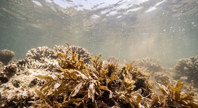 Brown seaweed swaying underwater above a vibrant coral reef in clear shallow tropical ocean waters