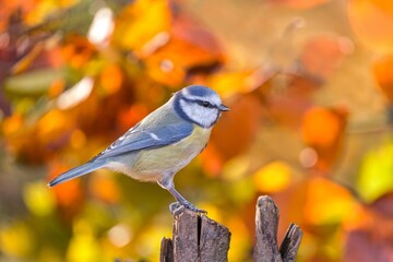 A blue tit sits on a tree stump. A cute blue tit in the nature habitat. Autumn scene with a blue tit.  Cyanistes caeruleus © Monikasurzin