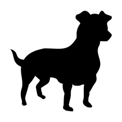 Fototapeta premium Lancashier Heeler Dog