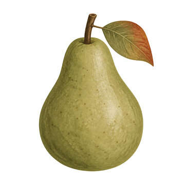Vintage botanical pear illustration, ripe green fruit with leaf. Antique style orchard pear for kitchen decor and food packaging. isolated on Transparent Background
