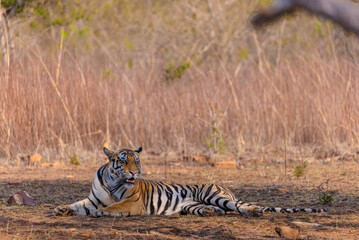 Fototapeta premium Tigress (Panthera tigris) resting and yawing in the forest of panna tiger reserve.