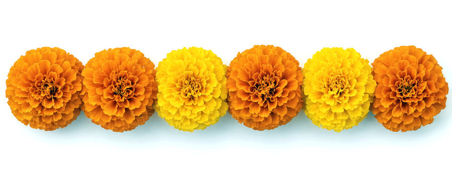 Vibrant orange and yellow marigold flowers in full bloom arranged in a row isolated on transparent background