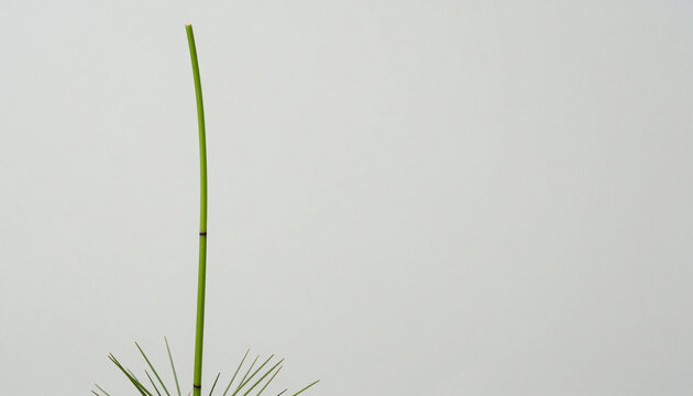 Segmented Horsetail Stem Against a Pale Gray Field