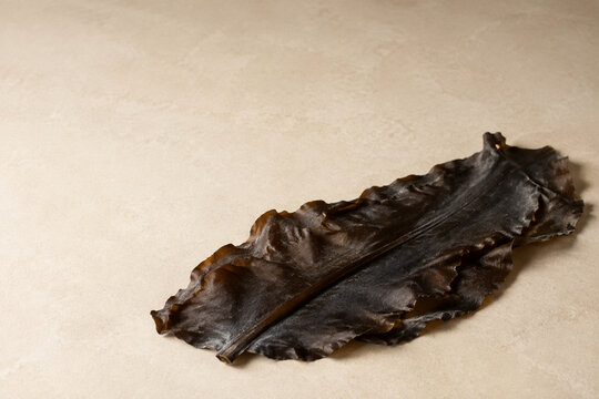 Dried Kelp Blade With an Irregular Wavy Edge