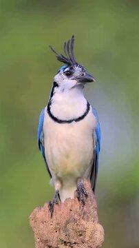 Stunning Blue Jay Perched on a Wooden Post