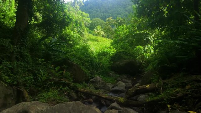 Drone moves through dense rainforest along rocky streambed near Colonaire Falls, surrounded by thick tropical vegetation and distant palm trees