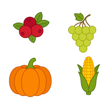 Set of autumn harvest icons with pumpkin, corn, grapes and cranberries vector illustration