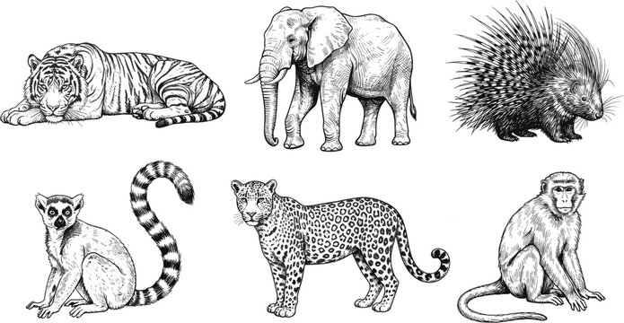Wild animals vintage engraving set with detailed tiger elephant porcupine lemur leopard and monkey sketches on white background