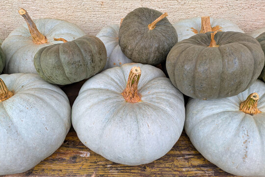 Small green and large ripe blue‑grey Cucurbita Maxima &lsquo;Hungarian Blue&rsquo; edible pumpkins