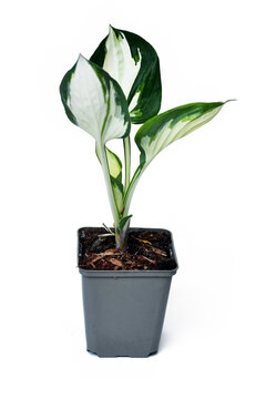 Small 'Hosta x Fortunei Fire and Ice&rsquo; variegated funkie plant in flower pot on white background