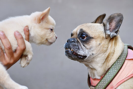 Senior gray haired French Bulldog dog meeting young white fluffy French Bulldog puppy