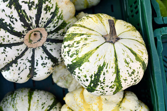 Top view of green and white striped Patisson Panach&eacute; pumpkins