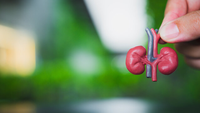 Nephrology and kidney health concept with hand holding anatomical human renal organ model against green nature bokeh background for chronic disease prevention, urology care and medical checkup.