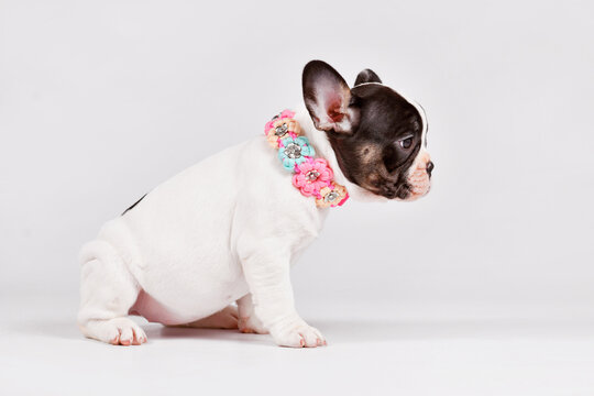 Pied French Bulldog dog puppy with woven flower collar