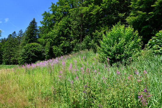 Rosebay Willowherb wildflowers and forest along hiking trail near Schwarzenbach Dam in the Black Forest. Summer landscape near Forbach, Germany