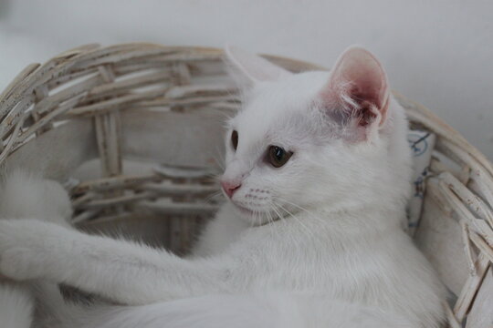 Animal background with white cat