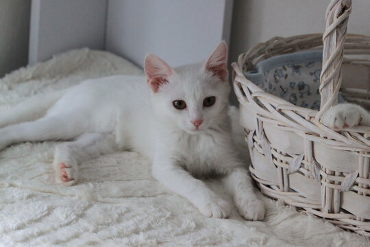 Animal background with white cute kitty