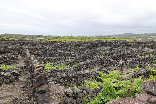 The Landscape of the Pico Island Vineyard Culture is a Unesco World Heritage Site on Pico Island, part of the archipelago of the Azores, Portugal