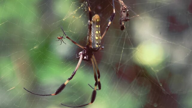 Close-up of a large golden silk orb-weaver spider on its intricate web