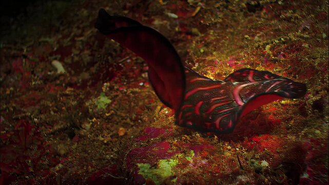 Vibrant sea slug glides gracefully over colorful coral reef seabed