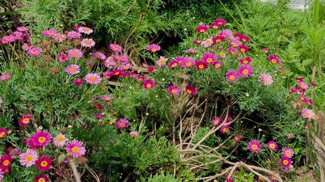 Daisy flowers in the garden