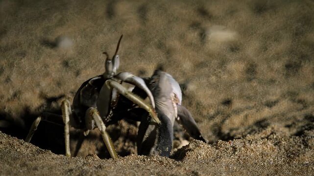 Close-up of a ghost crab emerging from its sandy burrow on a beach