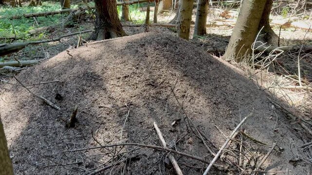 Large anthill mound in dense green coniferous forest