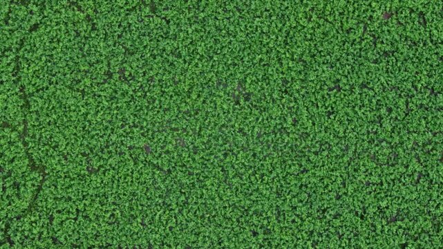 Green plant leaves growing and expanding in a dense texture from a top-down perspective, gradually revealing an intricate underlying pattern on the dark soil for an organic background