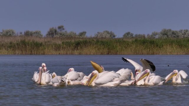 A flock of Great white pelicans (Pelecanus onocrotalus) fishes in shallow waters on the Black Sea coast.
