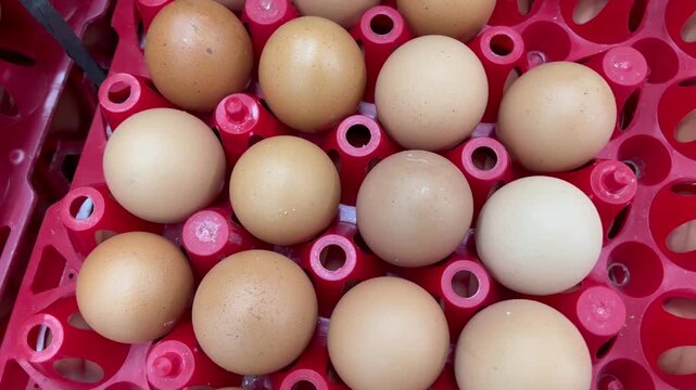 Fresh Raw Chicken Eggs in Red Plastic Tray Close Up